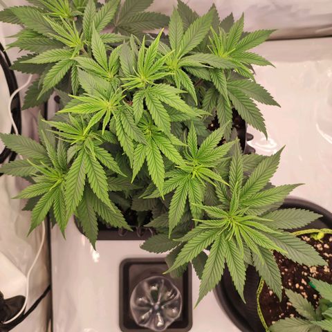 OG Kush growlog timeline photo