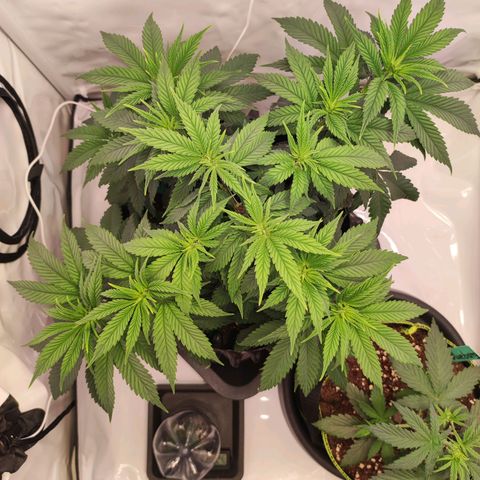 OG Kush growlog timeline photo