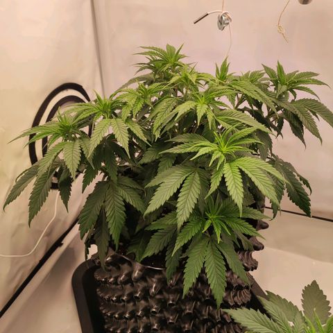OG Kush growlog timeline photo