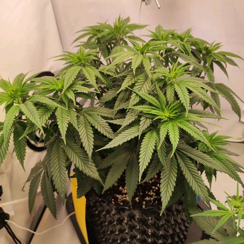 OG Kush growlog timeline photo
