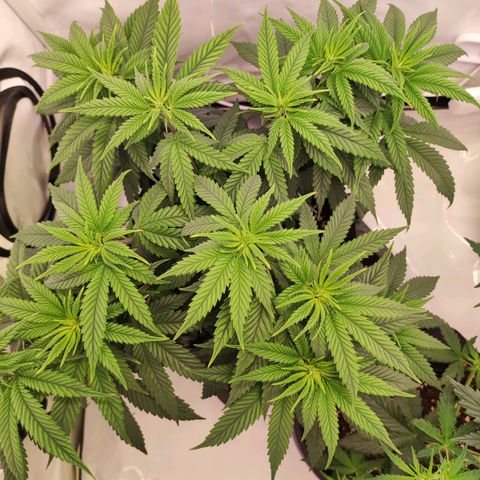 OG Kush growlog timeline photo