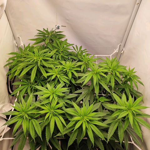 OG Kush growlog timeline photo