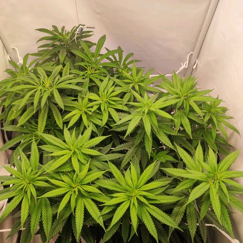 OG Kush growlog timeline photo
