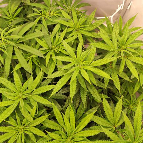 OG Kush growlog timeline photo