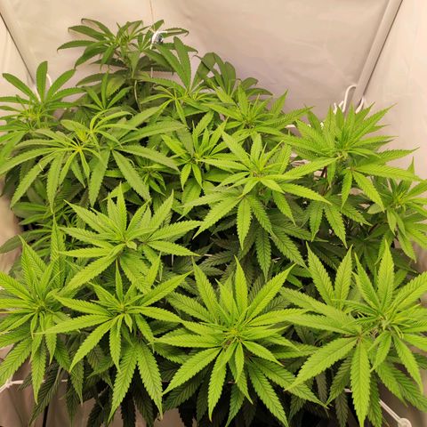 OG Kush growlog timeline photo