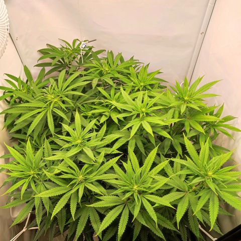 OG Kush growlog timeline photo