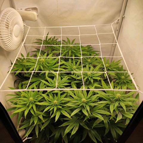 OG Kush growlog timeline photo