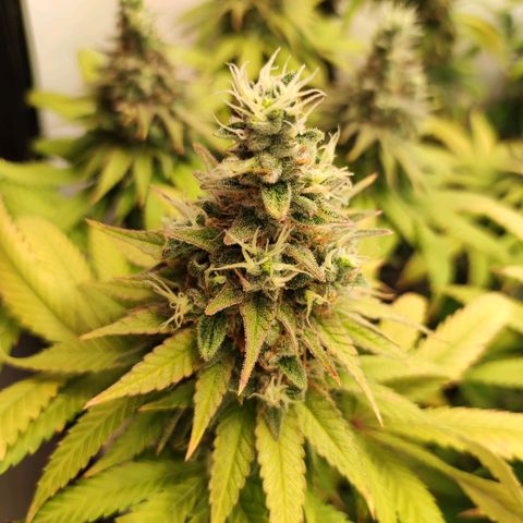 OG Kush growlog timeline photo