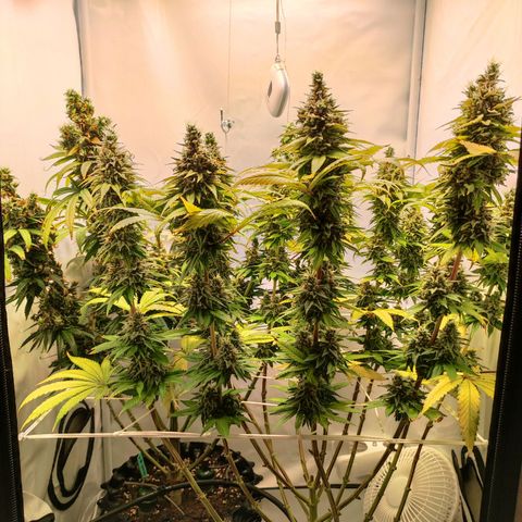 OG Kush growlog timeline photo