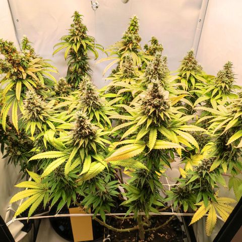 OG Kush growlog timeline photo