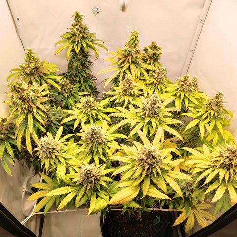OG Kush growlog timeline photo