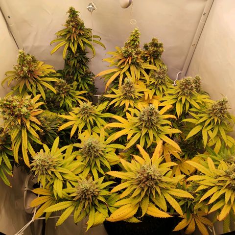 OG Kush growlog timeline photo