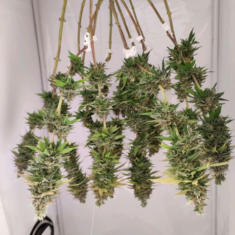 OG Kush growlog timeline photo