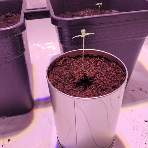 Bailey / I grow Can growlog timeline photo