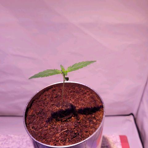 Bailey / I grow Can growlog timeline photo