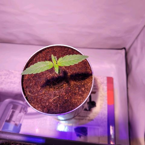 Bailey / I grow Can growlog timeline photo