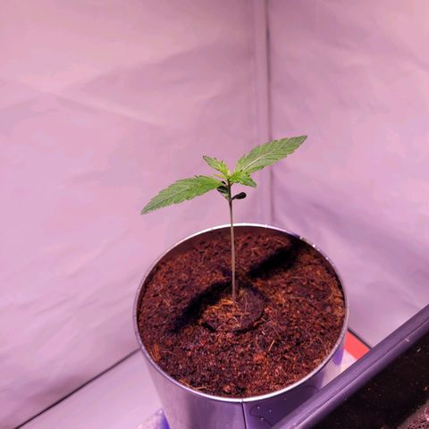 Bailey / I grow Can growlog timeline photo