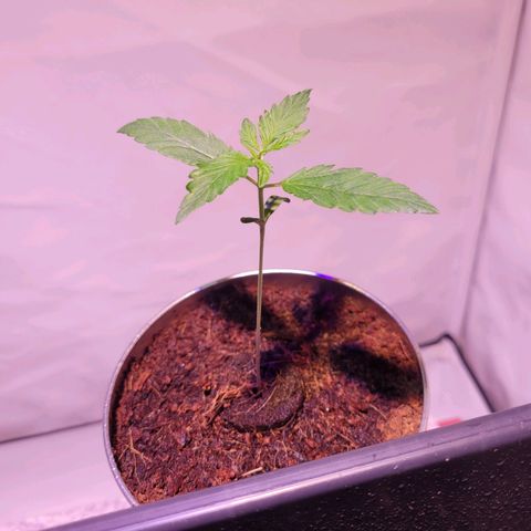 Bailey / I grow Can growlog timeline photo