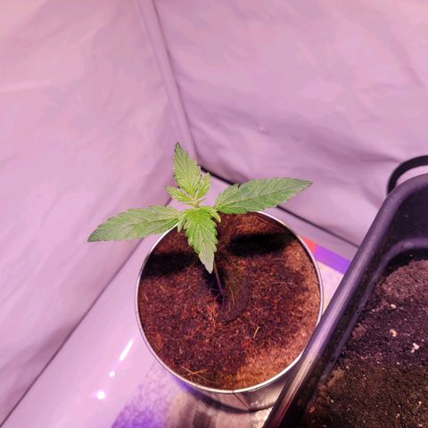 Bailey / I grow Can growlog timeline photo