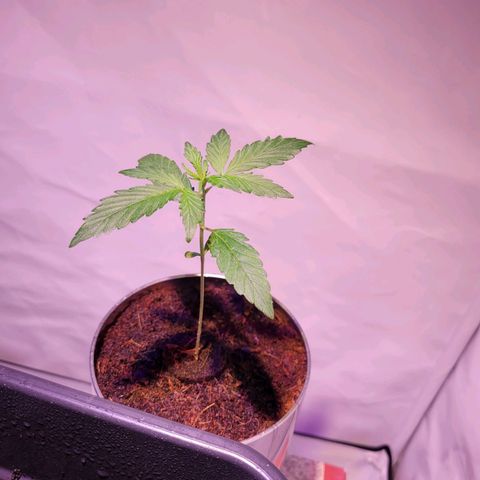 Bailey / I grow Can growlog timeline photo