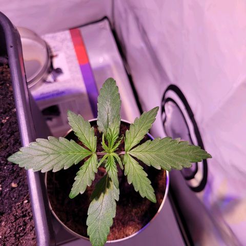Bailey / I grow Can growlog timeline photo