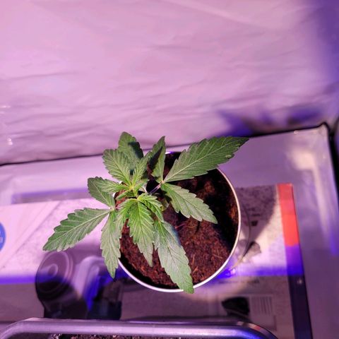Bailey / I grow Can growlog timeline photo