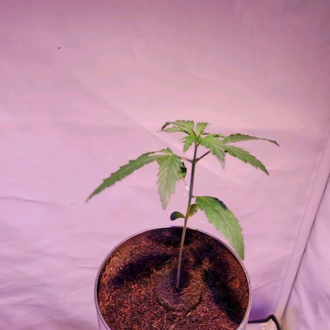 Bailey / I grow Can growlog timeline photo