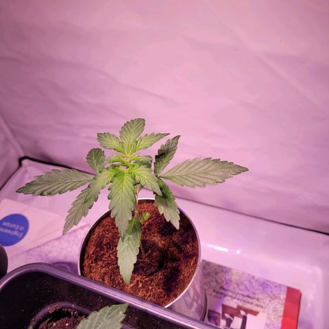 Bailey / I grow Can growlog timeline photo