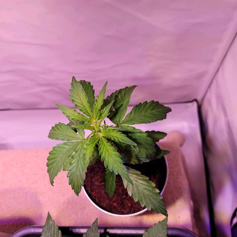 Bailey / I grow Can growlog timeline photo