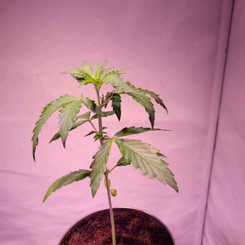 Bailey / I grow Can growlog timeline photo