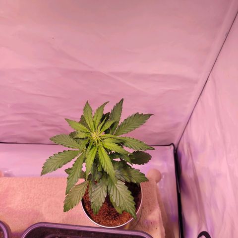 Bailey / I grow Can growlog timeline photo