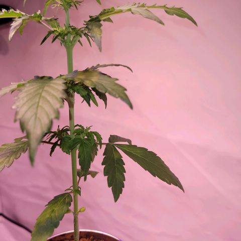 Bailey / I grow Can growlog timeline photo