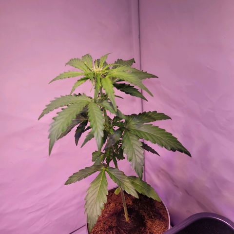 Bailey / I grow Can growlog timeline photo