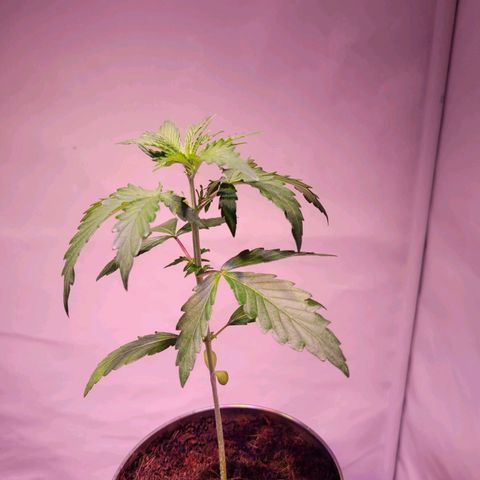 Bailey / I grow Can growlog timeline photo