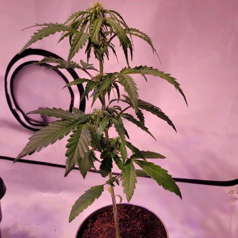 Bailey / I grow Can growlog timeline photo