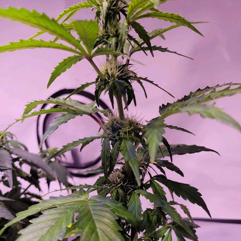 Bailey / I grow Can growlog timeline photo