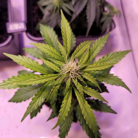 Bailey / I grow Can growlog timeline photo
