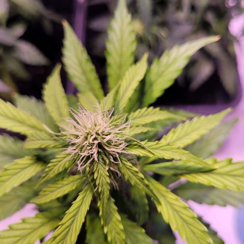Bailey / I grow Can growlog timeline photo