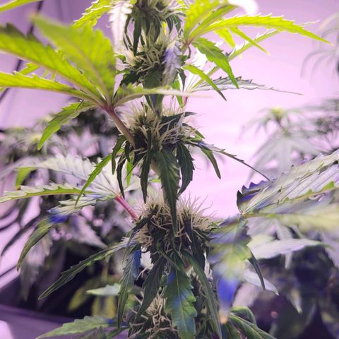 Bailey / I grow Can growlog timeline photo