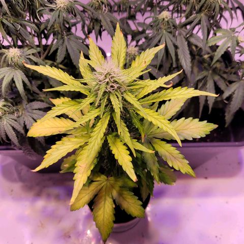 Bailey / I grow Can growlog timeline photo