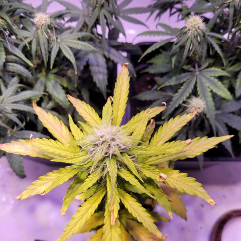Bailey / I grow Can growlog timeline photo