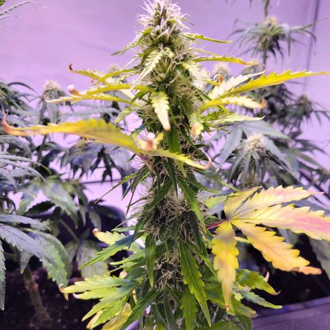 Bailey / I grow Can growlog timeline photo