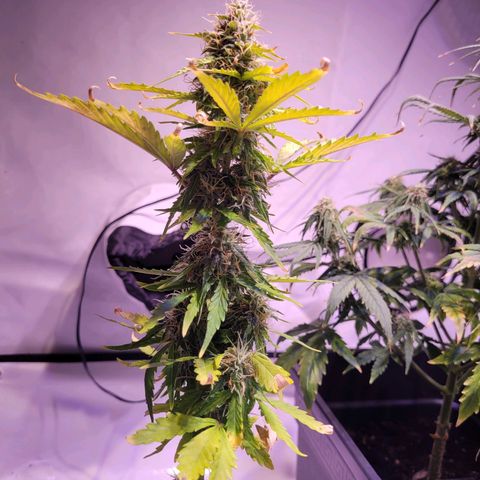 Bailey / I grow Can growlog timeline photo
