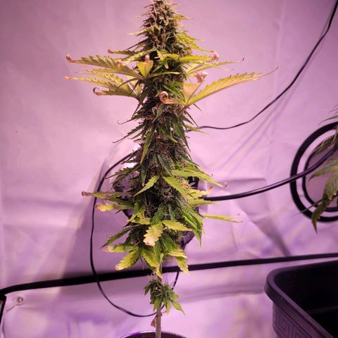 Bailey / I grow Can growlog timeline photo