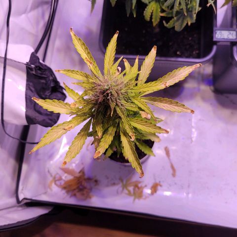 Bailey / I grow Can growlog timeline photo