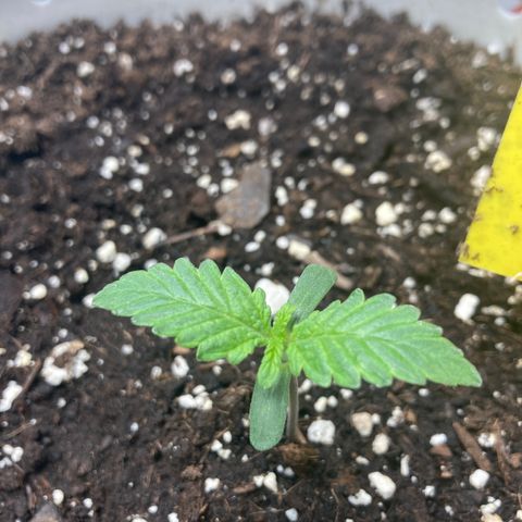 Angelica growlog timeline photo
