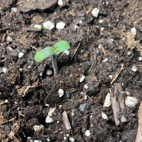 Aurora  growlog timeline photo