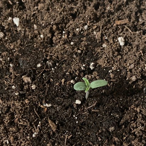 Aurora  growlog timeline photo