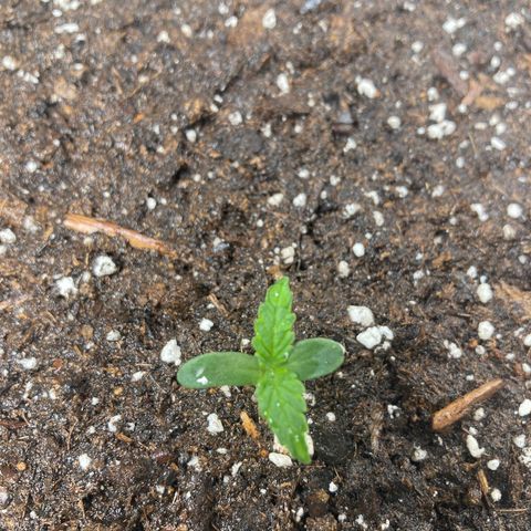 Aurora  growlog timeline photo