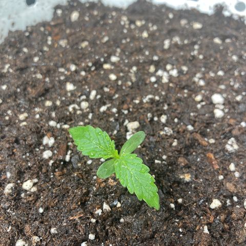 Aurora  growlog timeline photo